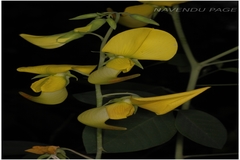 Crotalaria laburnifolia